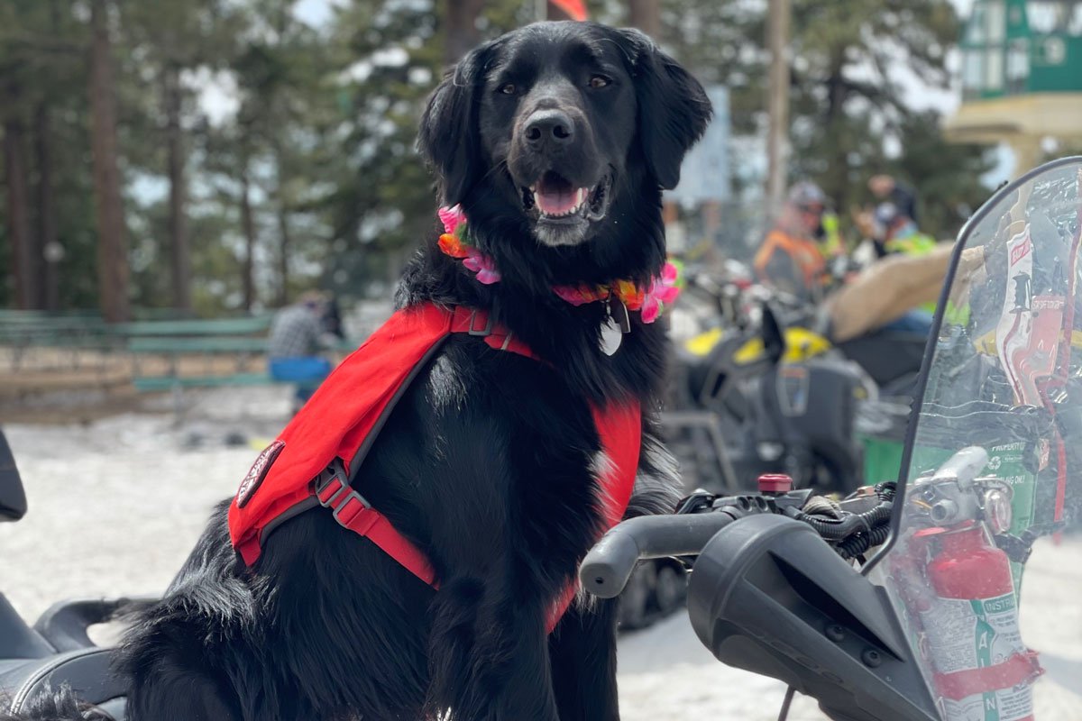 Nala the Patrol Dog rides